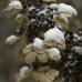 2snow_1.jpg