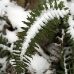 3snow_1.jpg