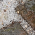 Ice-15_1.jpg