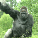 Babec the Gorilla - courtesy of Birmingham Zoo