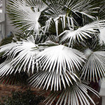 Avondale Snow Palms - by James Faivre