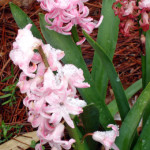 Hyacinth in Snow. James Faivre/photo submission